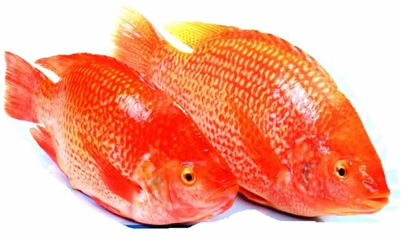 Detail Gambar Ikan Nila Merah Nomer 15