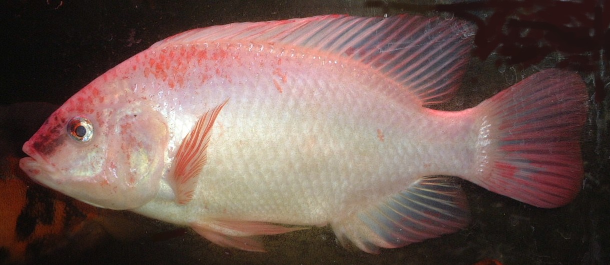 Detail Gambar Ikan Nila Merah Nomer 26