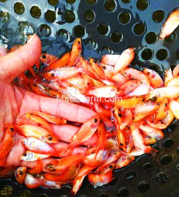 Detail Gambar Ikan Nila Merah Nomer 28