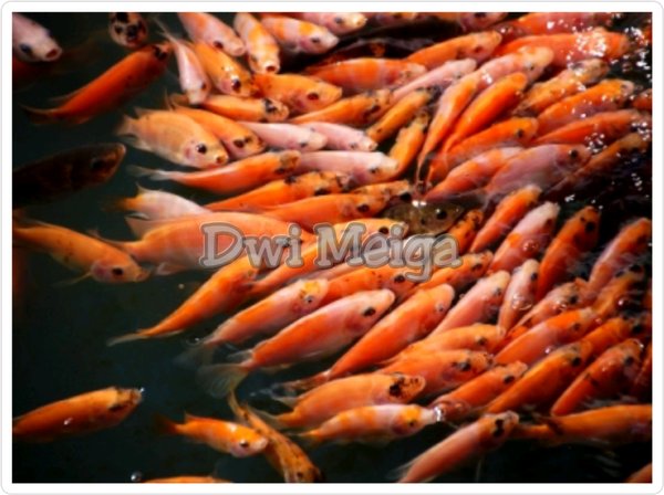 Detail Gambar Ikan Nila Merah Nomer 40