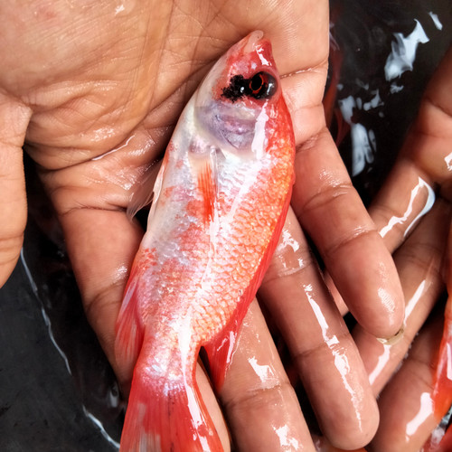 Detail Gambar Ikan Nila Merah Nomer 44