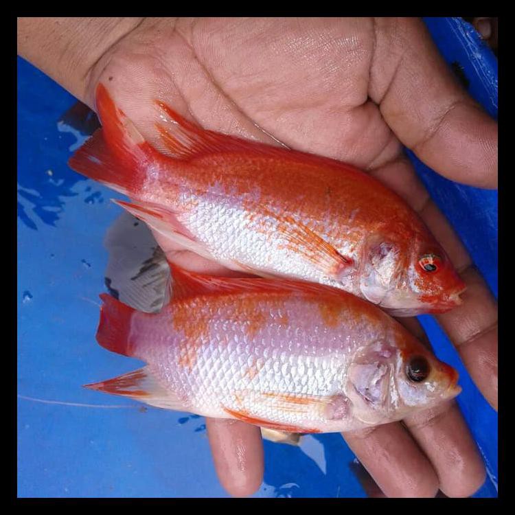 Detail Gambar Ikan Nila Merah Nomer 53