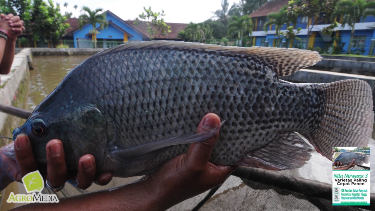 Gambar Ikan Nila Nirwana - KibrisPDR