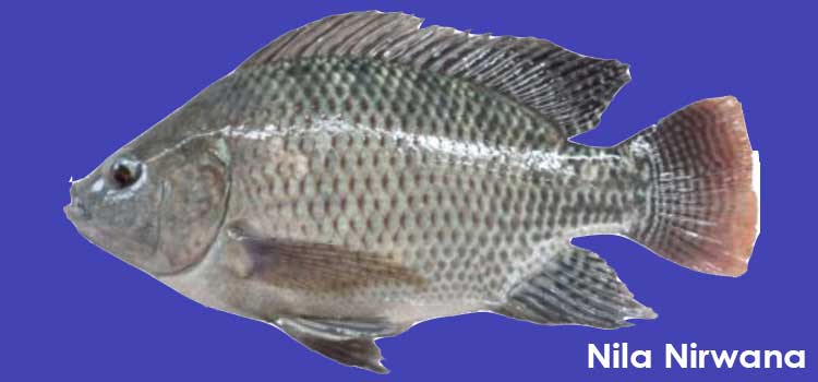 Detail Gambar Ikan Nila Nirwana Nomer 13