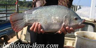 Detail Gambar Ikan Nila Nirwana Nomer 31