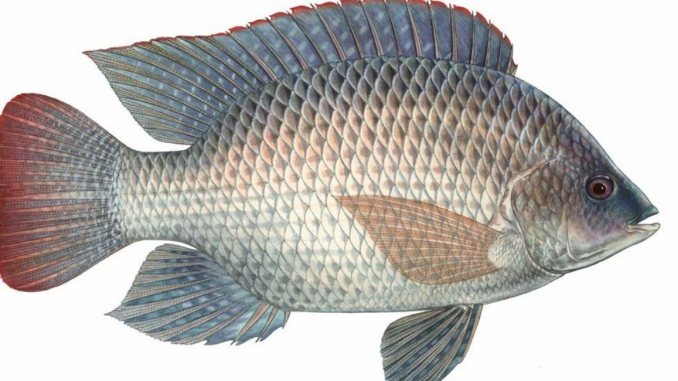Gambar Ikan Nila Png - KibrisPDR