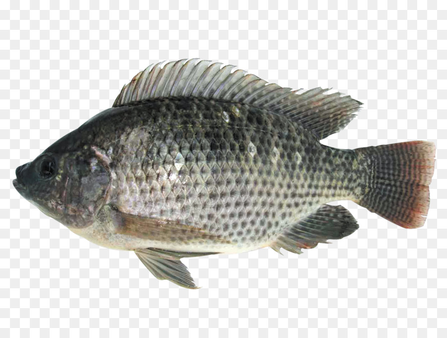 Detail Gambar Ikan Nila Png Nomer 2