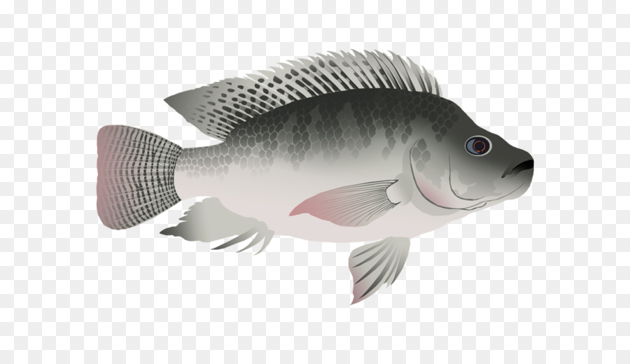 Detail Gambar Ikan Nila Png Nomer 11