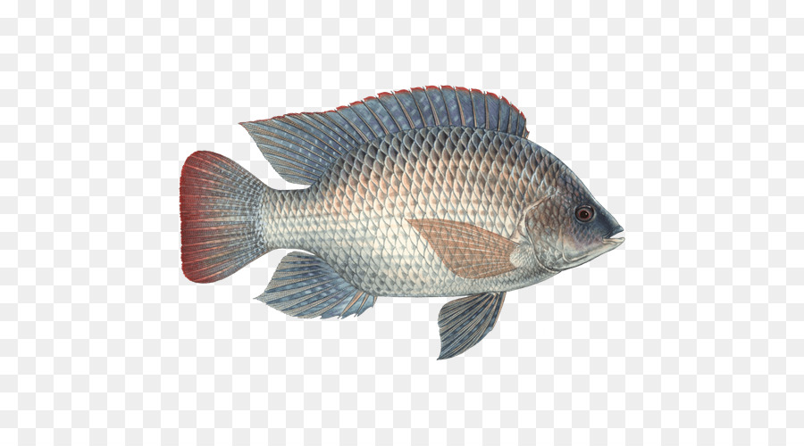 Detail Gambar Ikan Nila Png Nomer 12