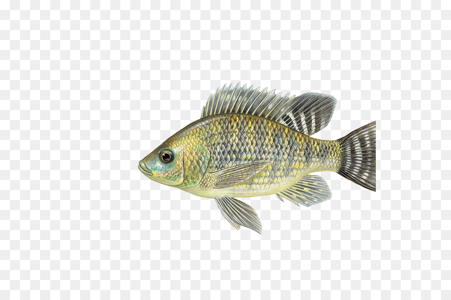 Detail Gambar Ikan Nila Png Nomer 18