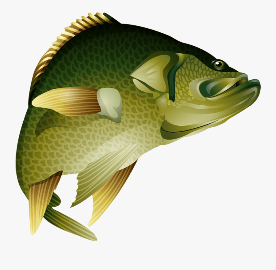 Detail Gambar Ikan Nila Png Nomer 20