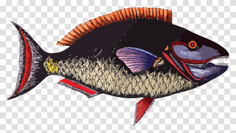 Detail Gambar Ikan Nila Png Nomer 22