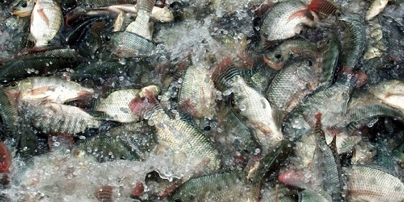 Detail Gambar Ikan Nila Png Nomer 24