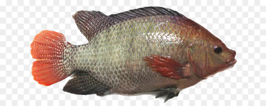 Detail Gambar Ikan Nila Png Nomer 4