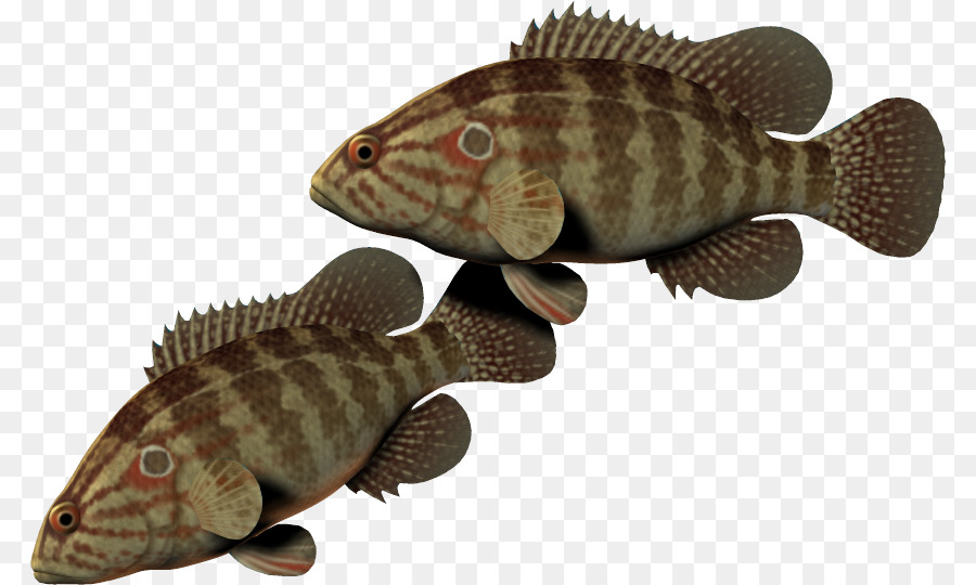 Detail Gambar Ikan Nila Png Nomer 35