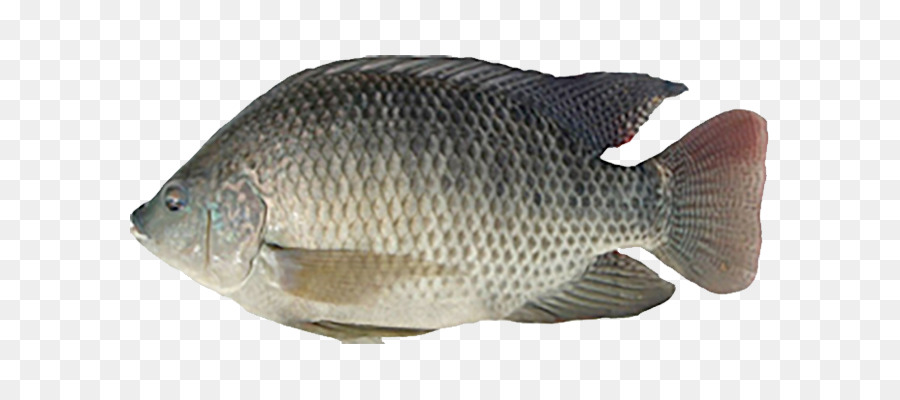 Detail Gambar Ikan Nila Png Nomer 5