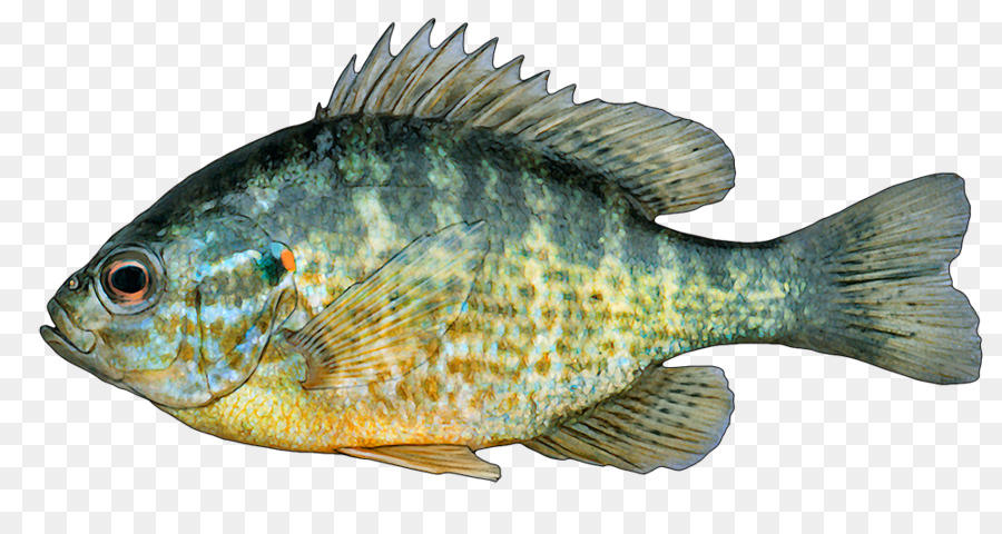 Detail Gambar Ikan Nila Png Nomer 41