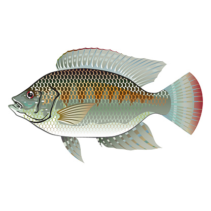 Detail Gambar Ikan Nila Png Nomer 45