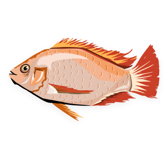 Detail Gambar Ikan Nila Png Nomer 46