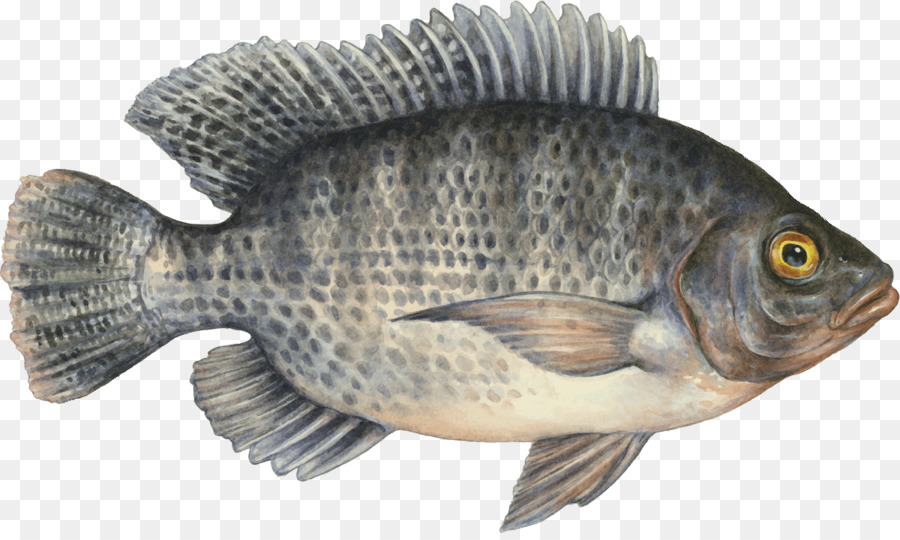 Detail Gambar Ikan Nila Png Nomer 6