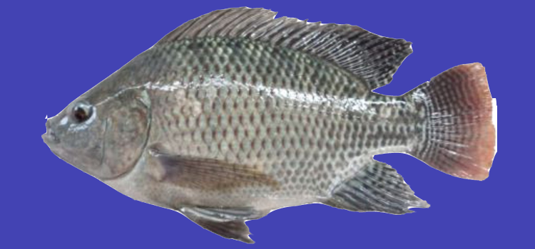 Detail Gambar Ikan Nila Png Nomer 58
