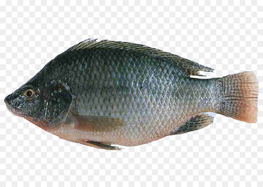 Detail Gambar Ikan Nila Png Nomer 10