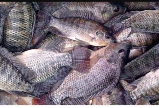 Detail Gambar Ikan Nila Segar Nomer 15