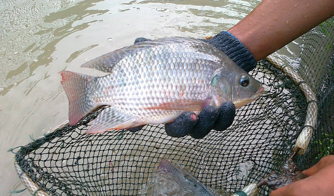 Detail Gambar Ikan Nila Segar Nomer 3