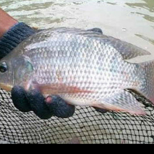 Detail Gambar Ikan Nila Segar Nomer 26