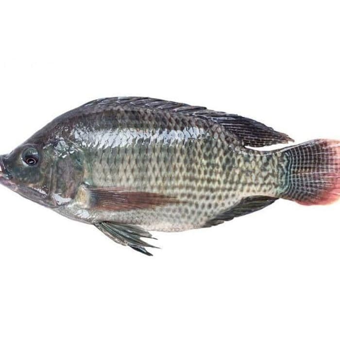 Detail Gambar Ikan Nila Segar Nomer 4