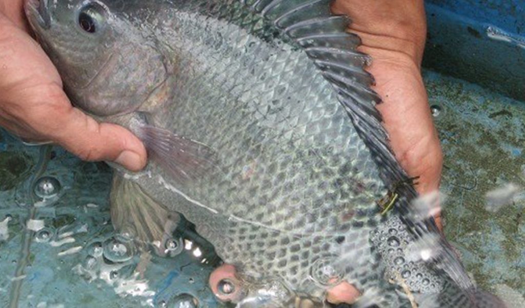 Detail Gambar Ikan Nila Segar Nomer 32