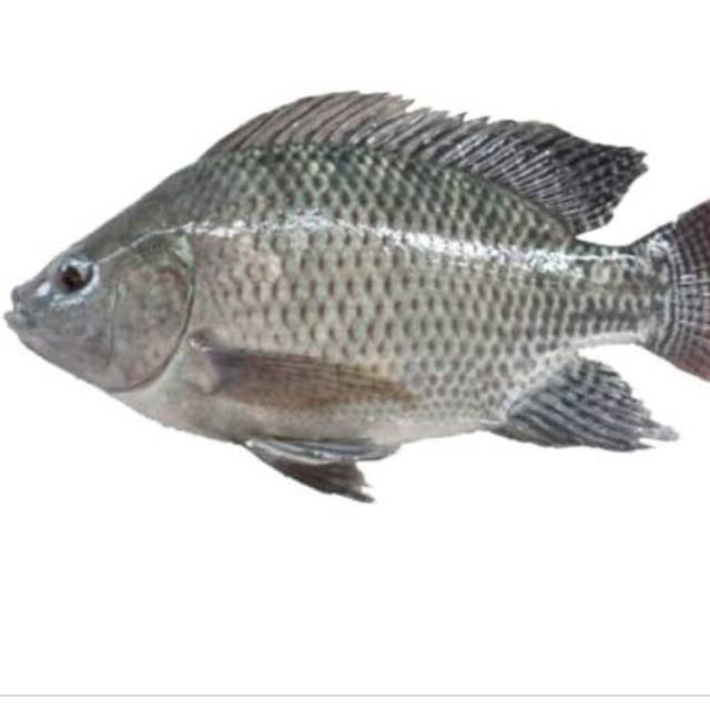 Detail Gambar Ikan Nila Segar Nomer 5