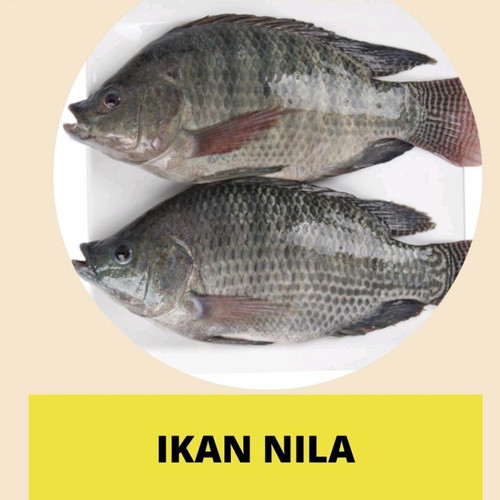 Detail Gambar Ikan Nila Segar Nomer 45