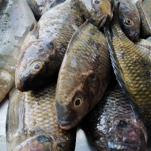 Detail Gambar Ikan Nila Segar Nomer 50