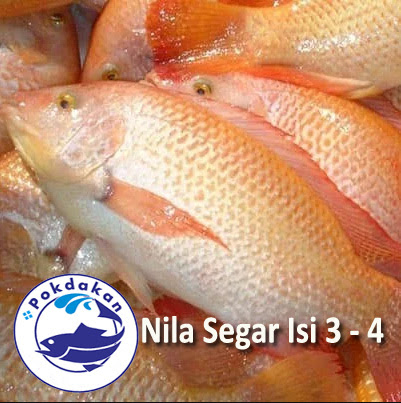 Detail Gambar Ikan Nila Segar Nomer 57