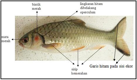 Detail Gambar Ikan Nilem Nomer 29