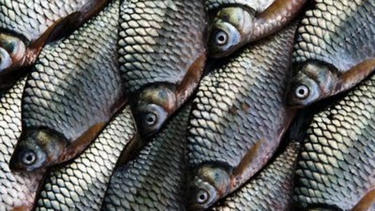 Detail Gambar Ikan Nilem Nomer 30