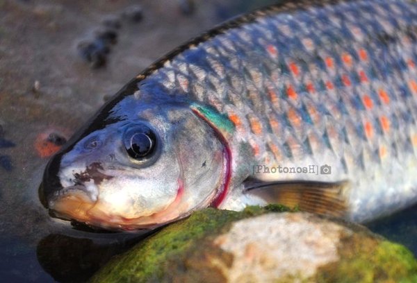 Detail Gambar Ikan Nilem Nomer 36