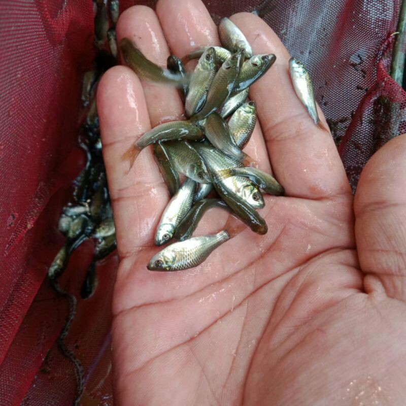 Detail Gambar Ikan Nilem Nomer 42