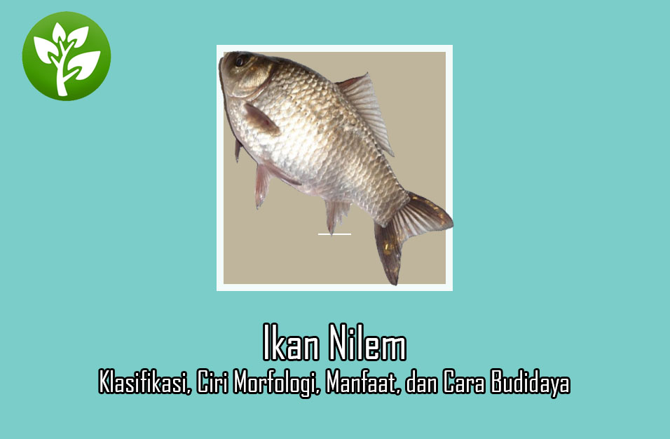 Detail Gambar Ikan Nilem Nomer 47