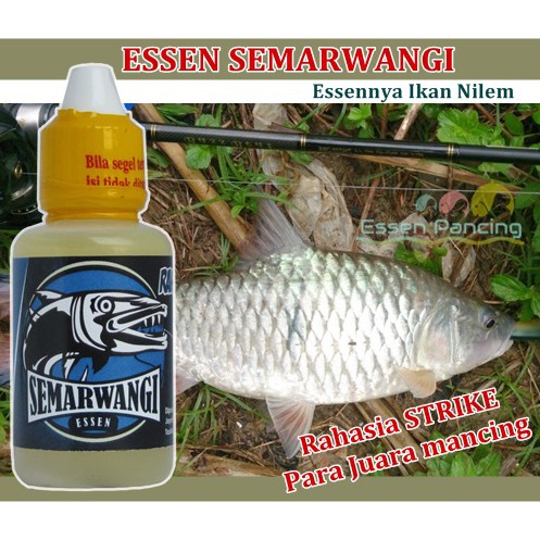 Detail Gambar Ikan Nilem Nomer 55