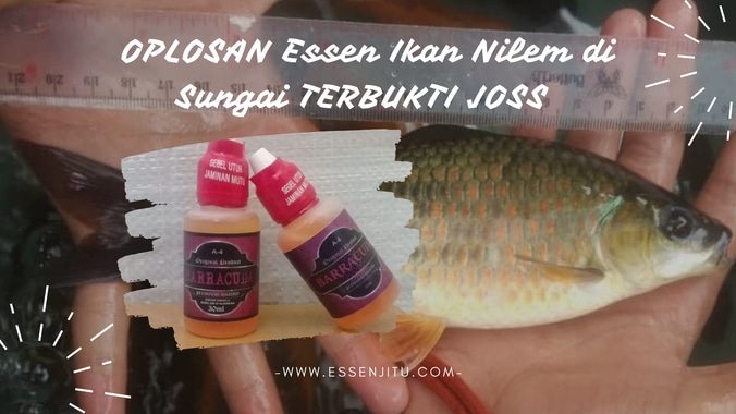 Detail Gambar Ikan Nilem Nomer 57