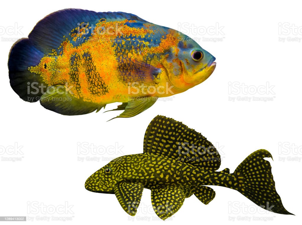 Detail Gambar Ikan Oscar Nomer 39