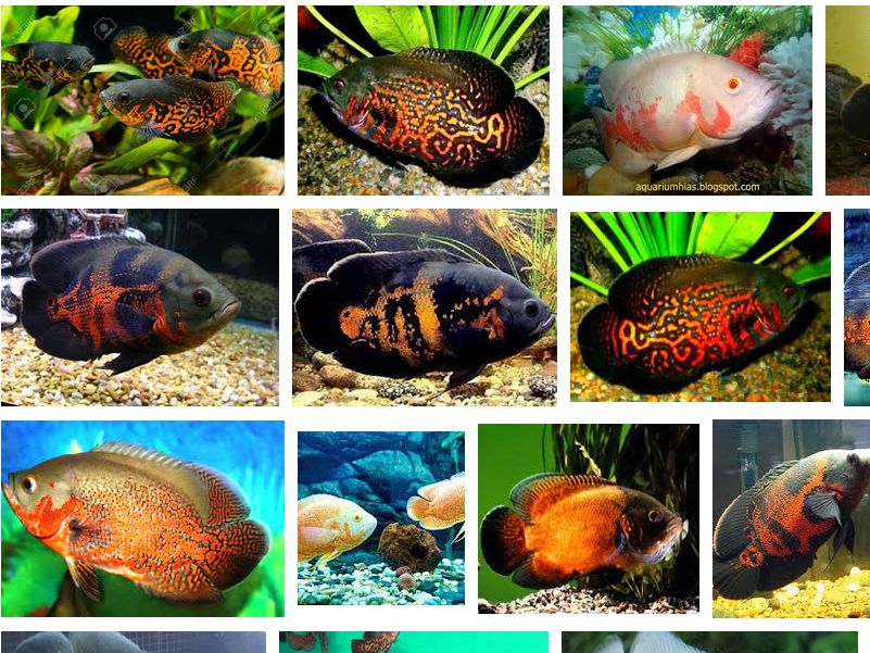 Detail Gambar Ikan Oskar Nomer 34