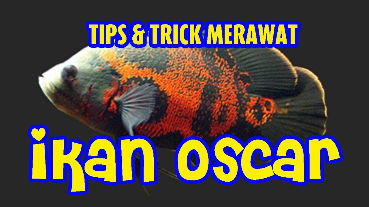 Detail Gambar Ikan Oskar Nomer 38