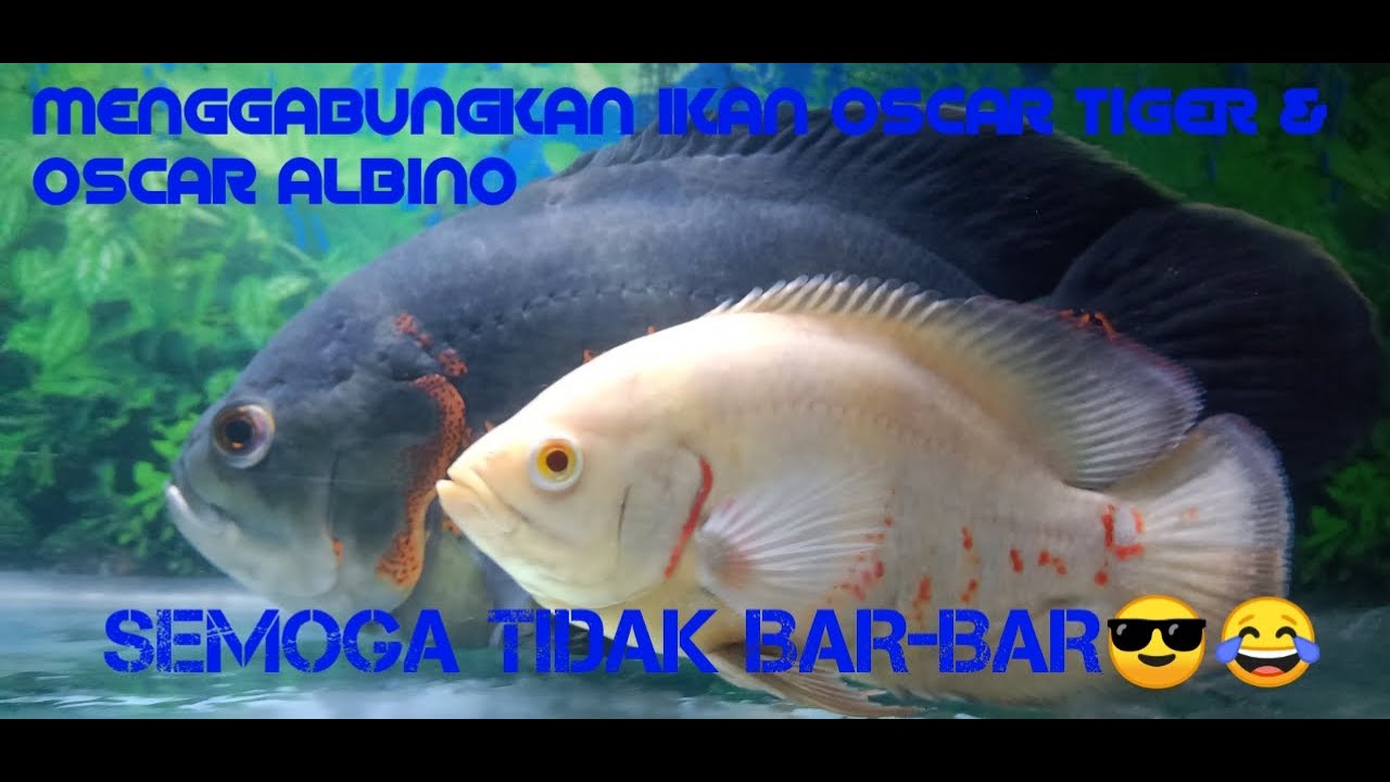 Detail Gambar Ikan Oskar Nomer 48