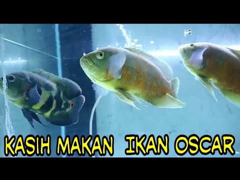 Detail Gambar Ikan Oskar Nomer 49