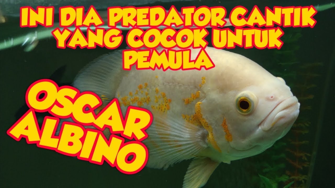 Detail Gambar Ikan Oskar Nomer 50