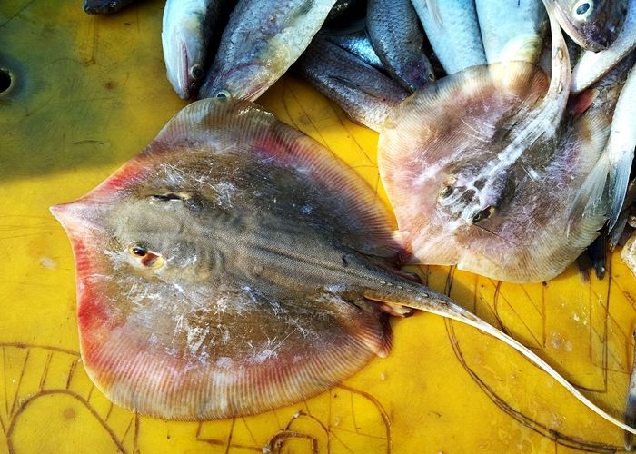 Detail Gambar Ikan Pari Nomer 27