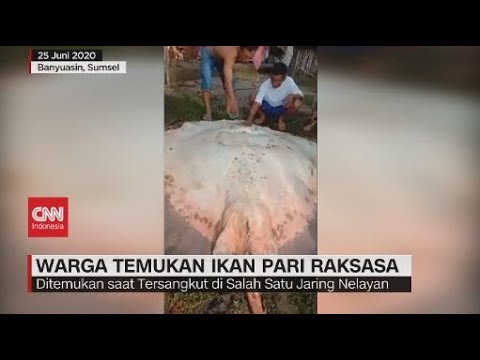 Detail Gambar Ikan Pari Raksasa Nomer 30